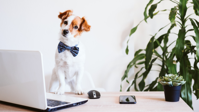 Chien devant ordinateur