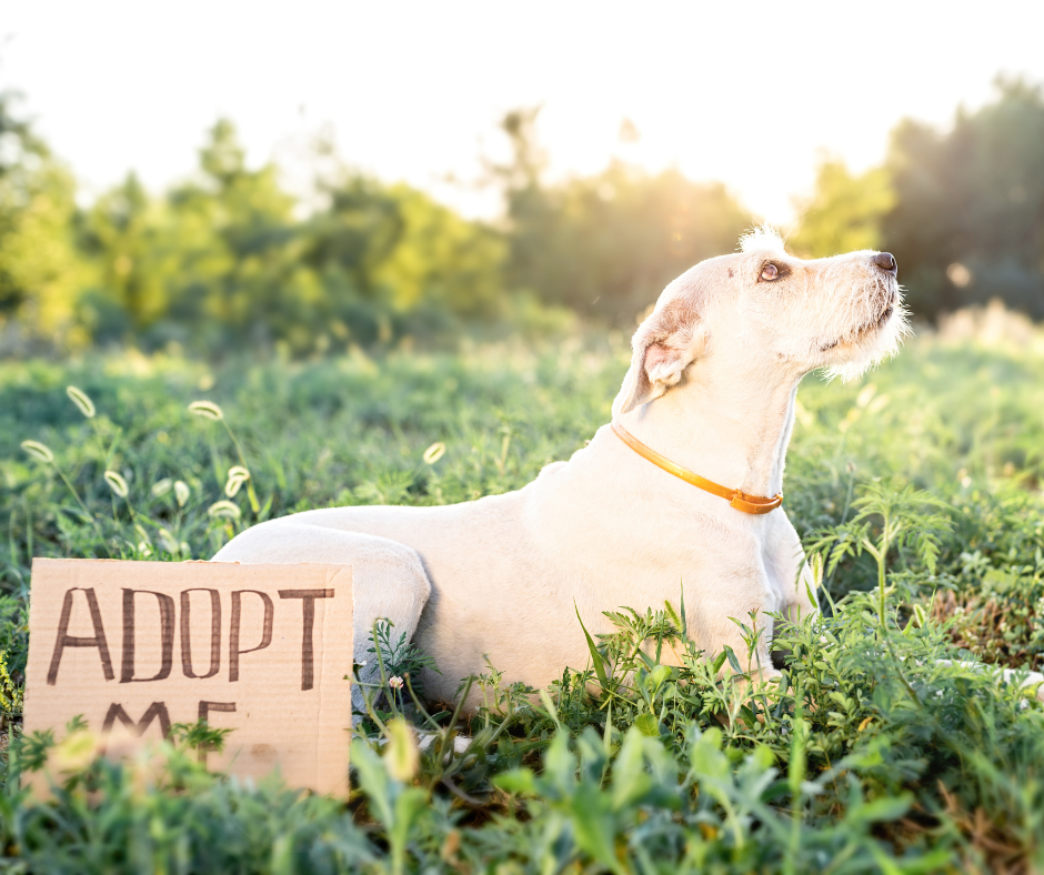 Chien avec panneau "Adopte-moi"