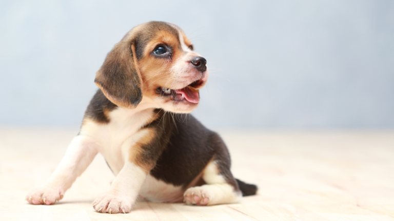 Chiot de beagle