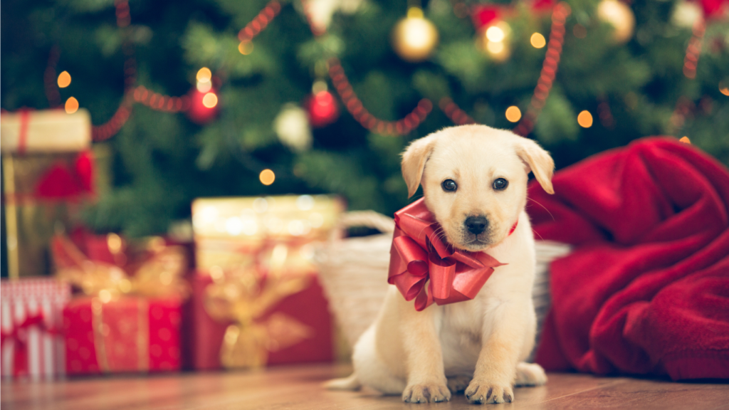 Chiot de labrador à coté de cadeaux de Noel