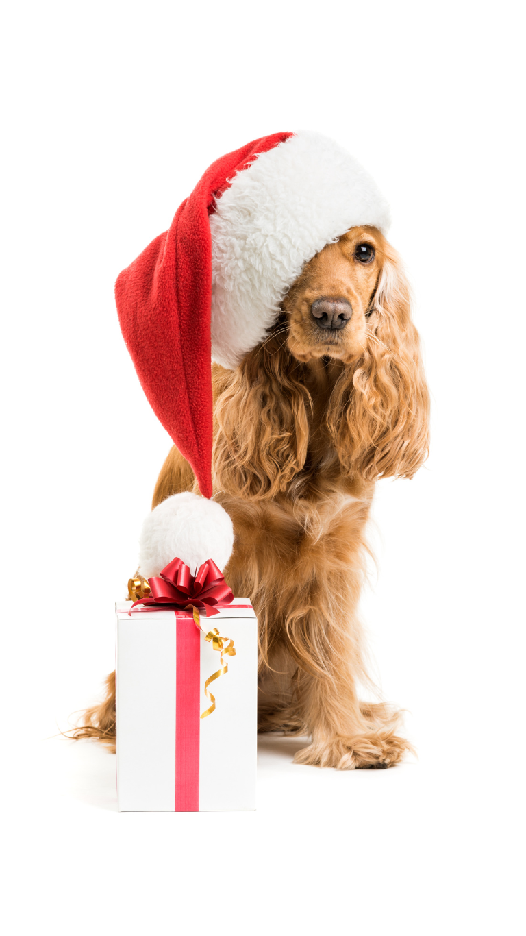 Foto Verticale x Articolo cani a Natale Chiot de cocker avec bonnet et cadeau de Noël